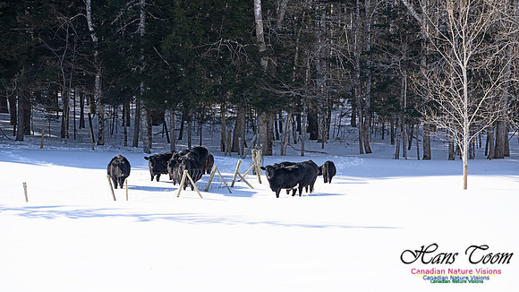 Black Cattle 100