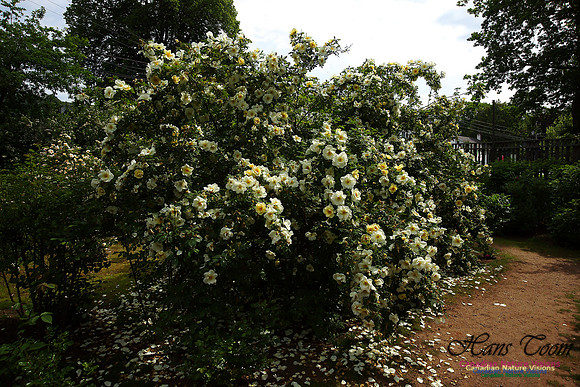 Annapolis Royal Historic Gardens