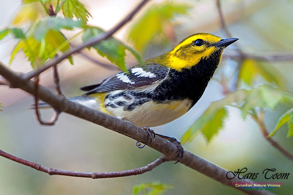 Black-throated Green Warbler