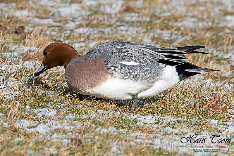 Eurasian Wigeon