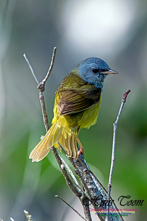 Mourning Warbler