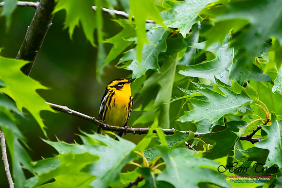 Blackburnian Warbler 100