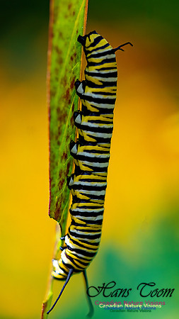 Monarch Butterfly Caterpiller 101