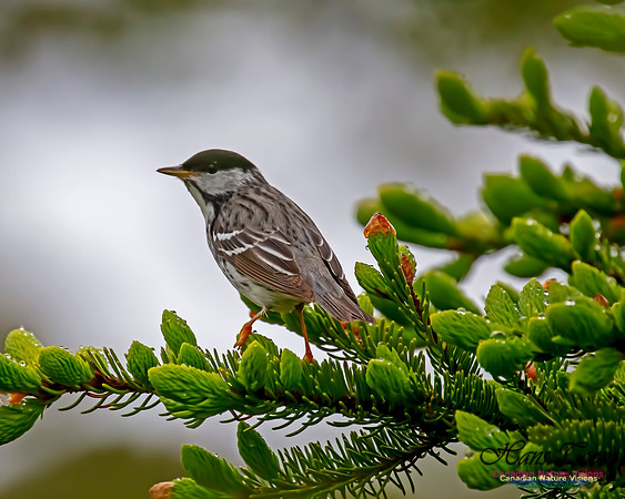 Blackpoll Warbler 106