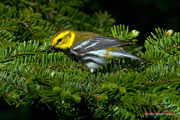 Black-throated Green Warbler