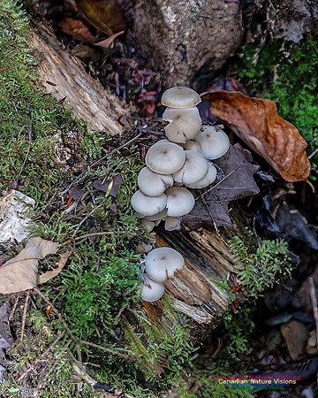 Fungi Walk 106