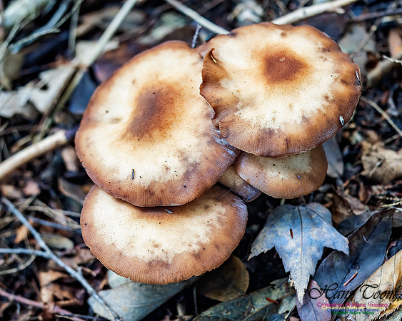 Fungus Walk In the Woodland 107