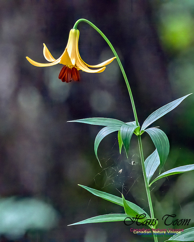 Canada Lily 100