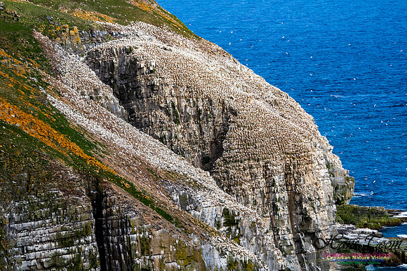 Cape St. Mary's 106