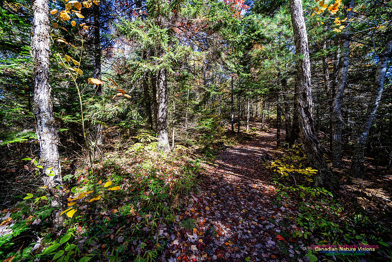 Woodland Stroll 129