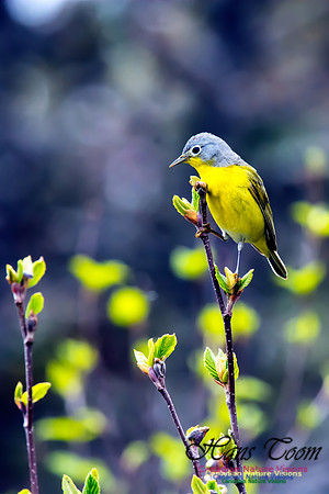 Nashville Warbler