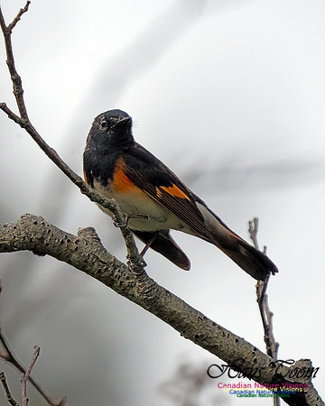 American Redstart 100