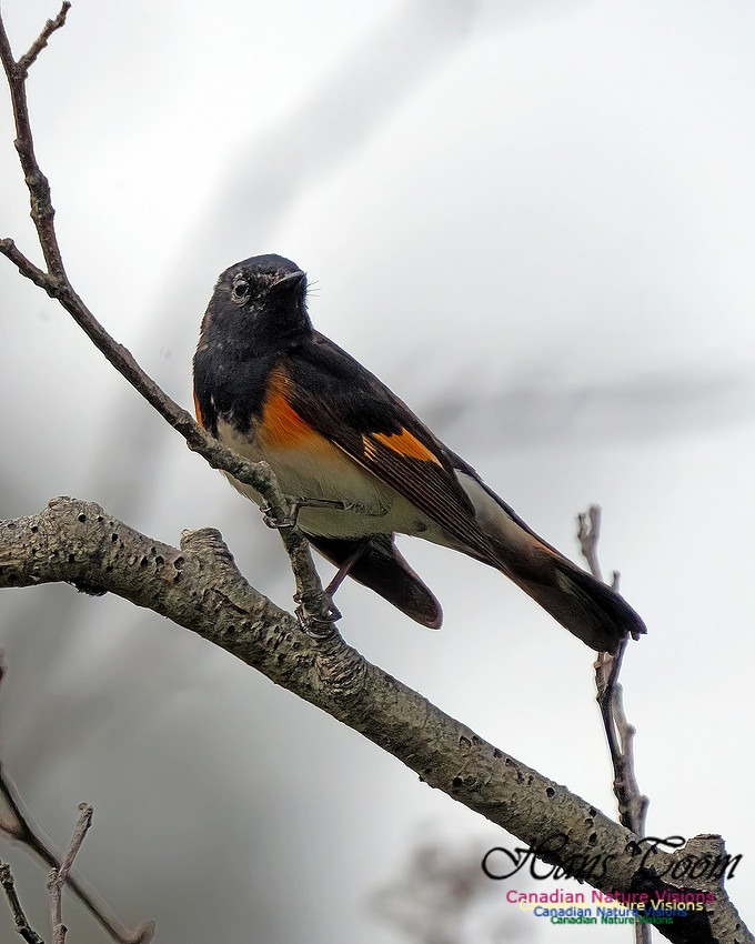 American Redstart 100