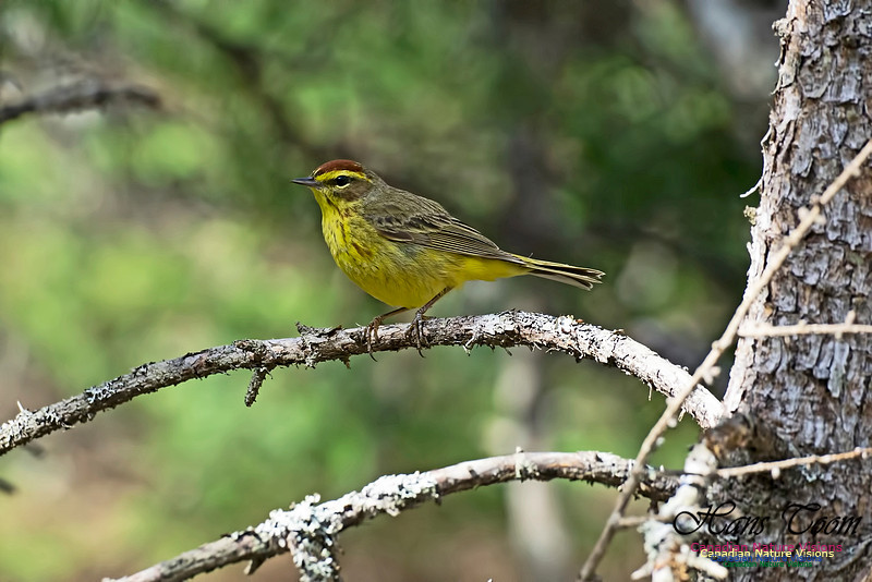 Palm Warbler 101