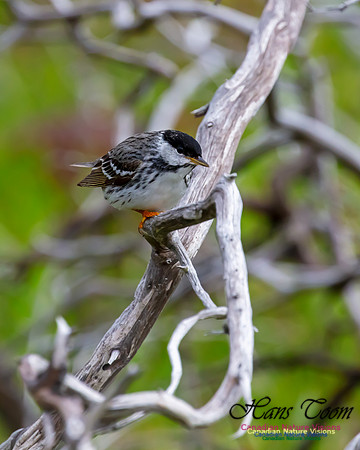 Blackpoll Warbler 100