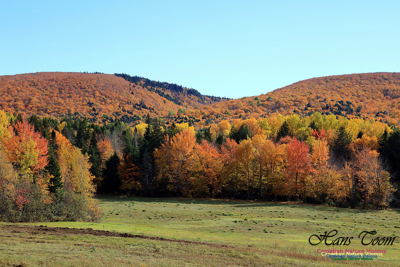 Maple Forest Fall Colours 2016