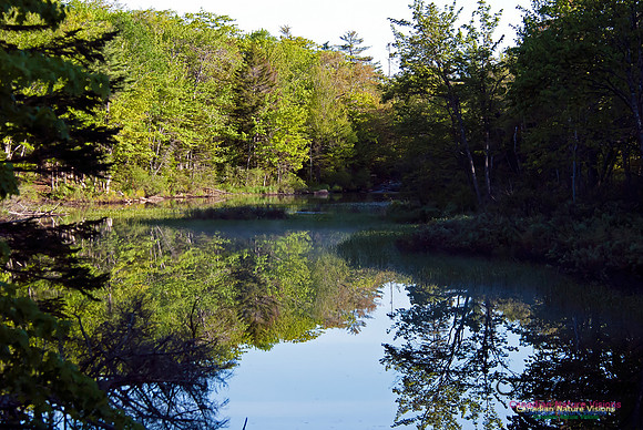 McIntosh Run