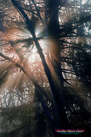Jerry Lawrence Provincial Park Canopy