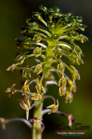 Green Adders Mouth Orchid
