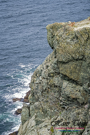 Twillingate 128 copy