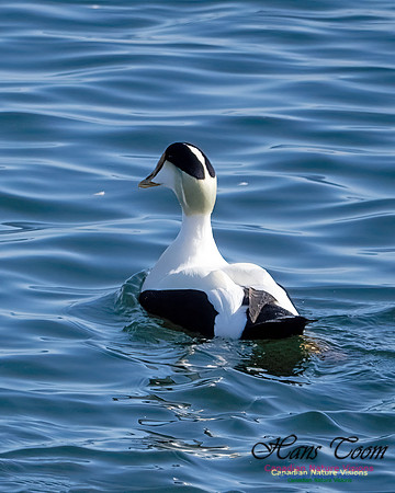 Common Eider 101jpg