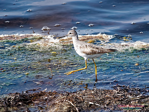 Cape Sable 2018 8
