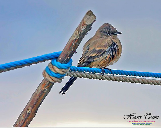 Say's Phoebe 100