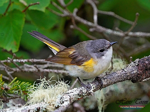American Redstart 2601
