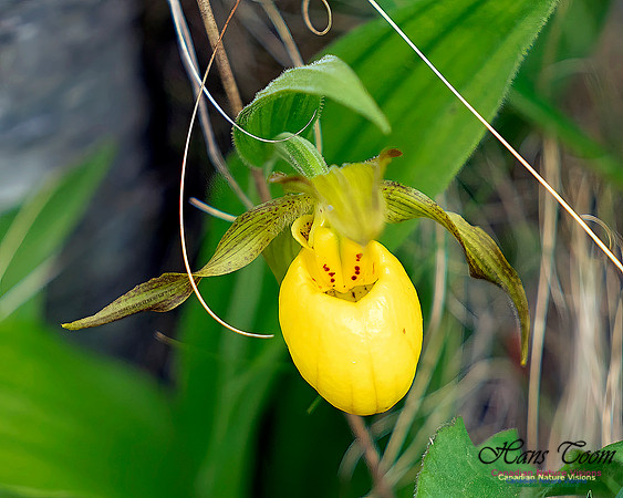 Yellow Lady's Slipper Orchid 104
