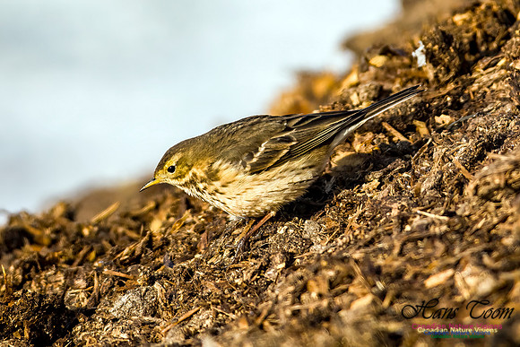 American Pipit 106