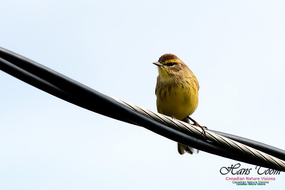 Palm Warbler
