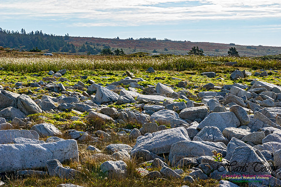 Another Morning Stroll on the Coastal Barrens 116