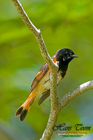 American Redstart 6