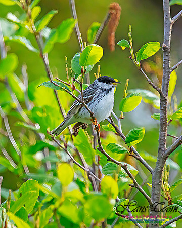 Blackpoll Warbler 109