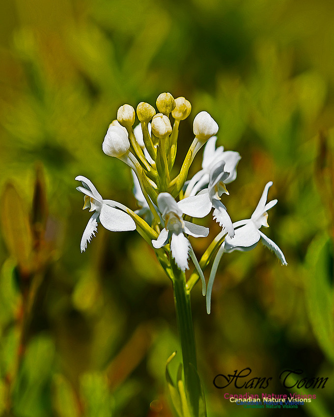 Fringed White Bog Orchid 102