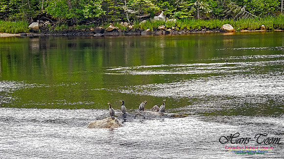 Cormorants Drying Their Wings 102