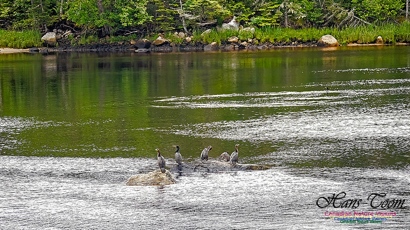 Cormorants Drying Their Wings 102