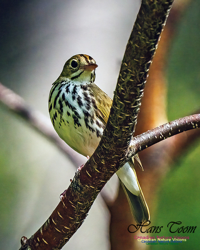 Ovenbird 350