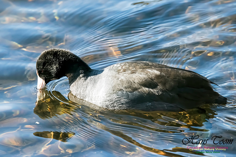 American Coot