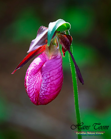 Pink Lady's Slipper Orchid 218