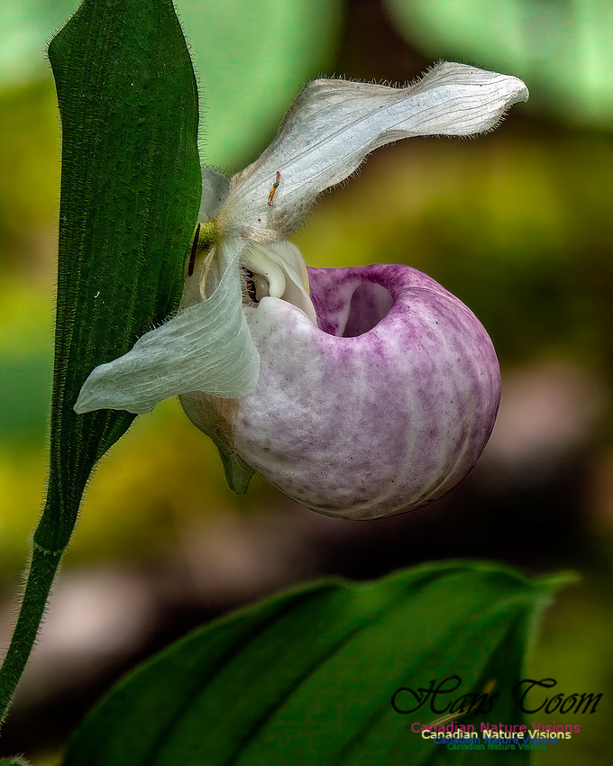 Showy Lady's Slipper Orchid 156