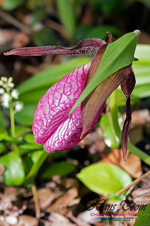 Pink Lady's Slipper
