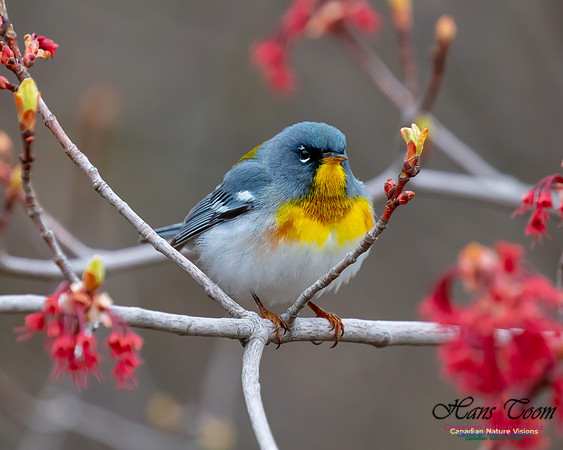 Northern Parula 5