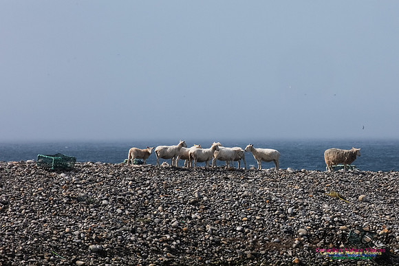 Cape Sable Sheep 101