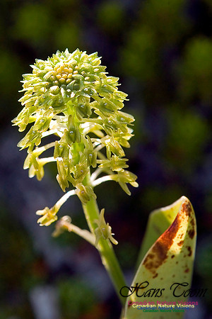 Green Adders Mouth Orchid