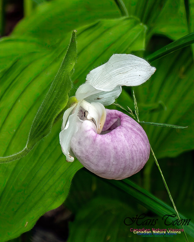Showy Lady's Slipper Orchid 153