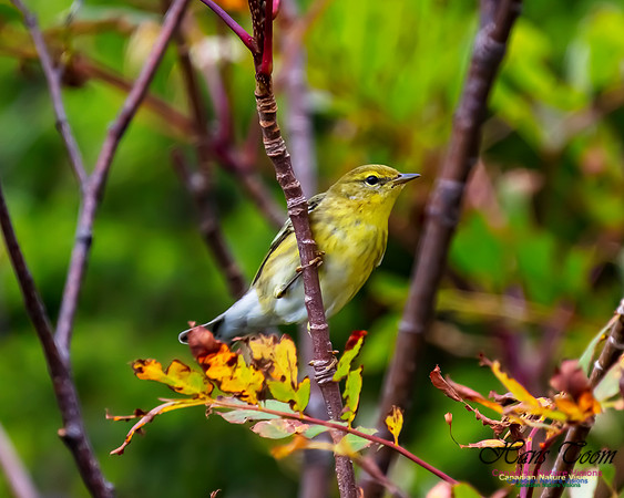 Blackpoll Warbler 300
