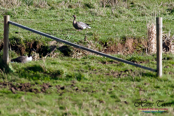 Pink-footed Goose