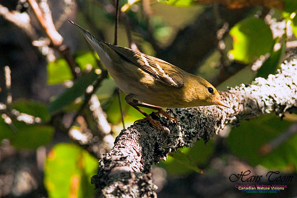 Blackpoll Warbler