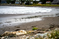 Shorebirds of Hurricane Erin